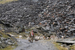 Hunting in the Lake District by Betty Fold Gallery